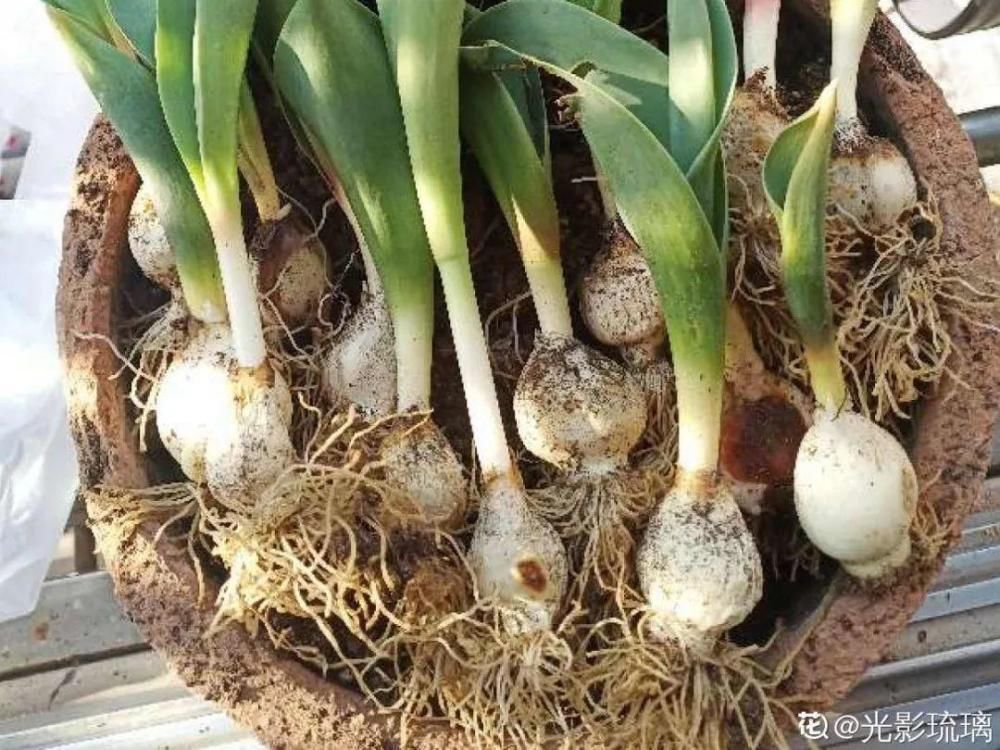 休眠|9种花，必须低温春化，冻满1个月以上才行！