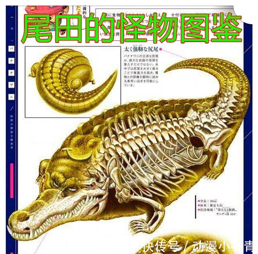 响雷果实|海贼王杂志情报,尾田让女帝获得响雷果实,佩罗娜的消极能力对米霍克无效