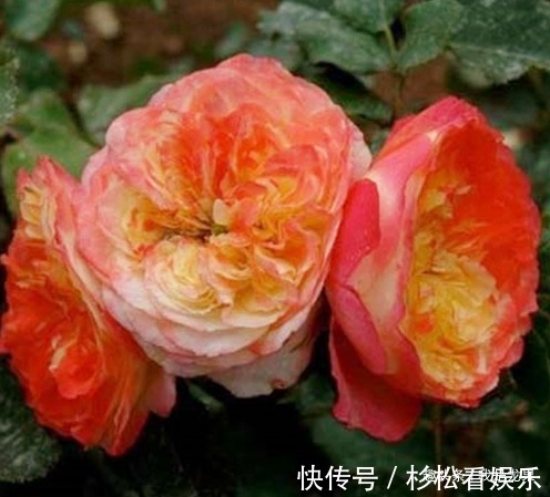 条纹|喜欢菊花，不如养盆“月季精品”贝尔公园，花朵亮粉色，带橙色调