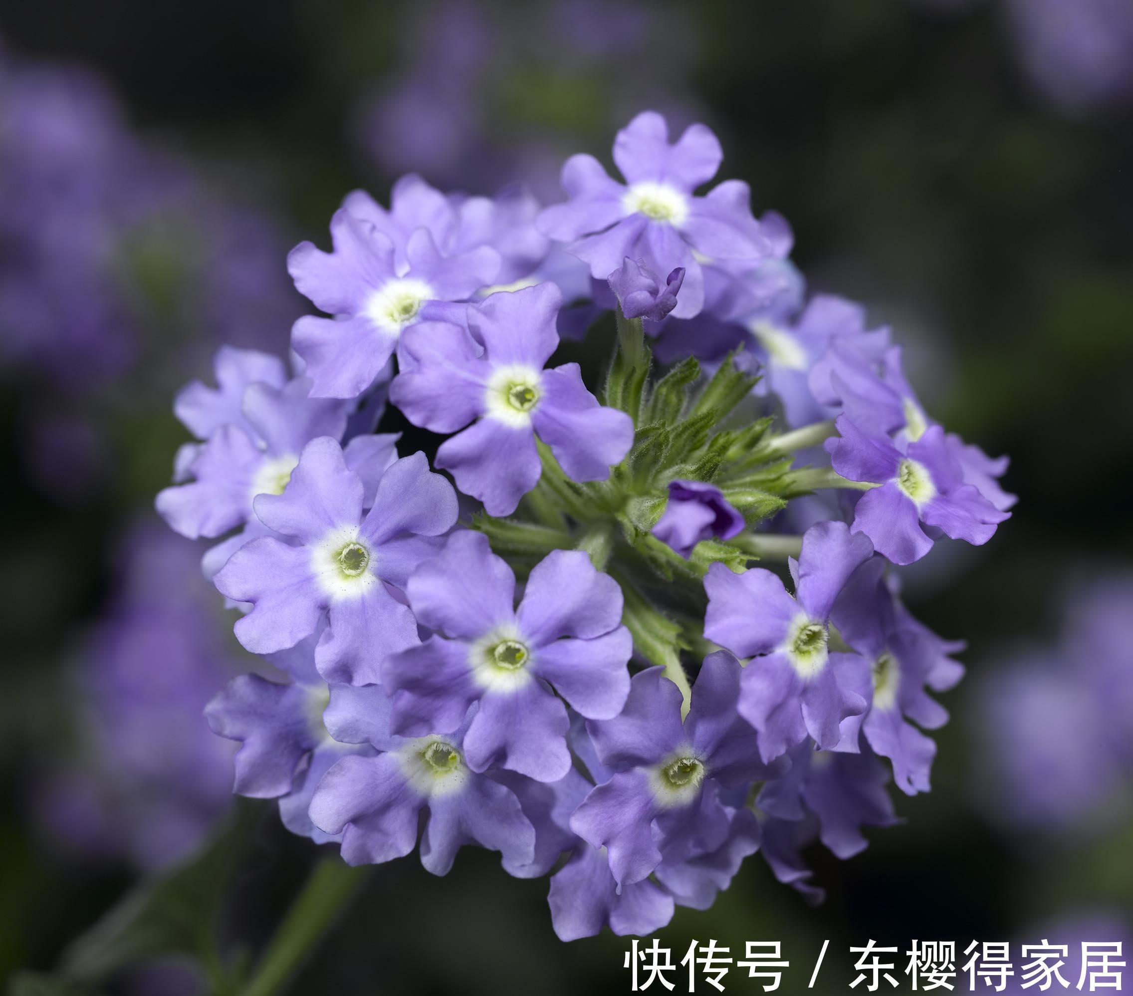 绚丽|养花试试这几款,朵绚丽多彩,花瓣亮泽,早晨开放,晚上闭合