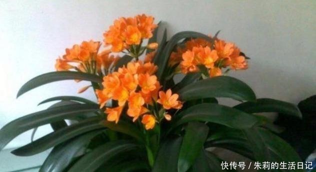 养殖君子兰注意做对三点,花箭噌噌蹿,再也不夹箭!