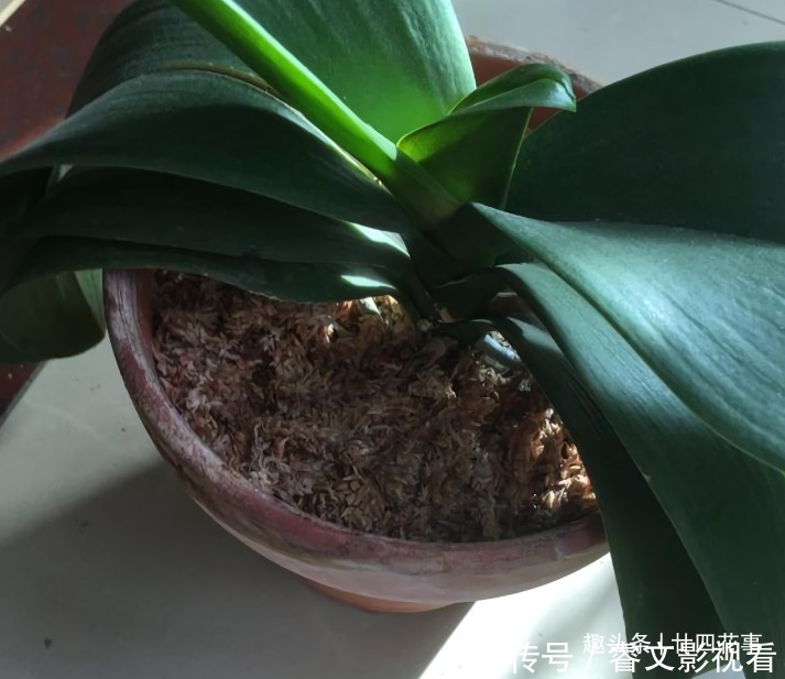 休眠期|春节后养蝴蝶兰,做好3件事,不再“花后死”,还能一盆变多盆