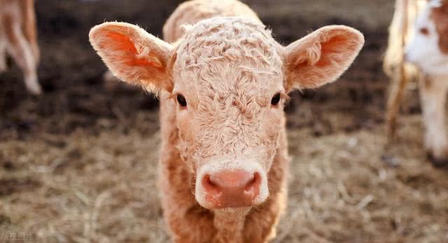 农村俗语“男怕耳扇风,女怕鼻露空”啥意思听听老人怎么说··