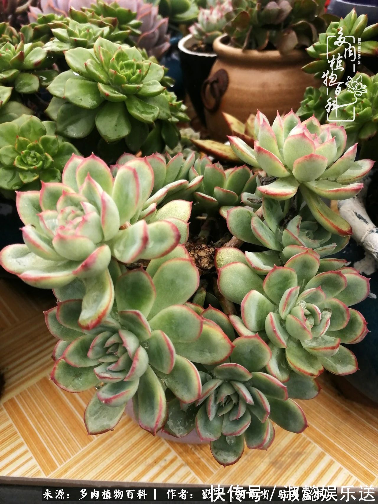 漂亮|被风雨洗礼的多肉越来越漂亮了,忍不住又往坑里跳!