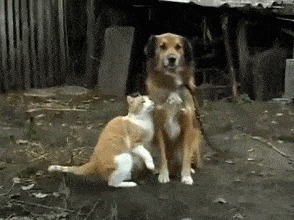 |搞笑GIF段子:这样的骑士小姐姐,我也想做她男朋友