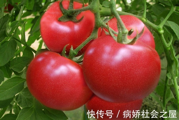 苹果|厨房里的“清肝王”被找到！若你刚好也爱吃，肝脏一天比一天干净