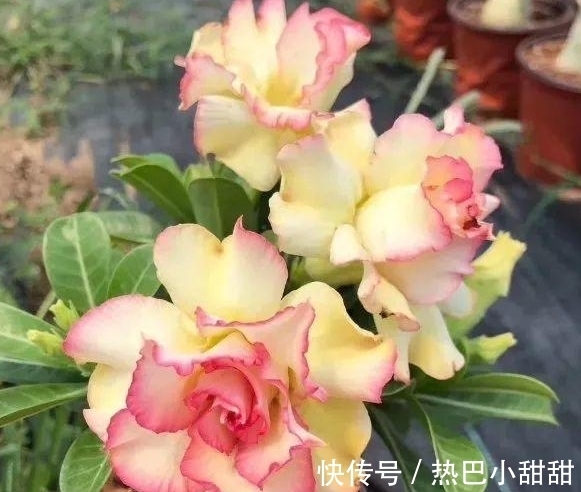 农历9月初7寒露后，养什么花？以下3种花，财源广进富贵吉祥