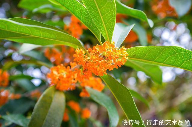 秋天|现在开始,2种花不能修剪,否则秋天见叶不见花!