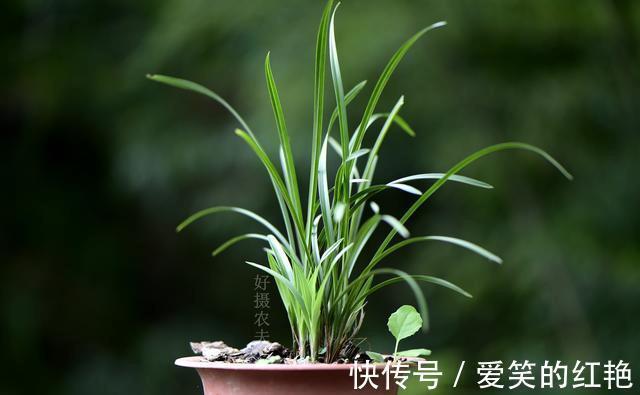兰苗|兰花弱苗复壮,仅仅是施肥吗?主要的技巧有这几点