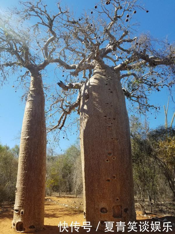树上还能 长面包 郑州植物园首次引进非洲猴面包树等12种珍稀植物 快资讯