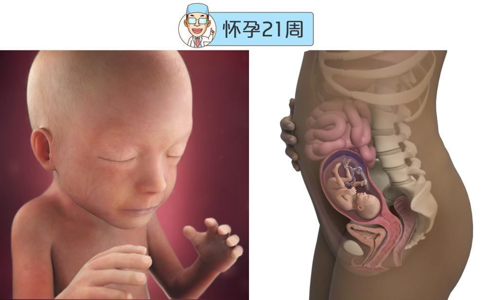 婴儿|最全的怀孕周期图鉴，感受从受精卵到婴儿的神奇变化！