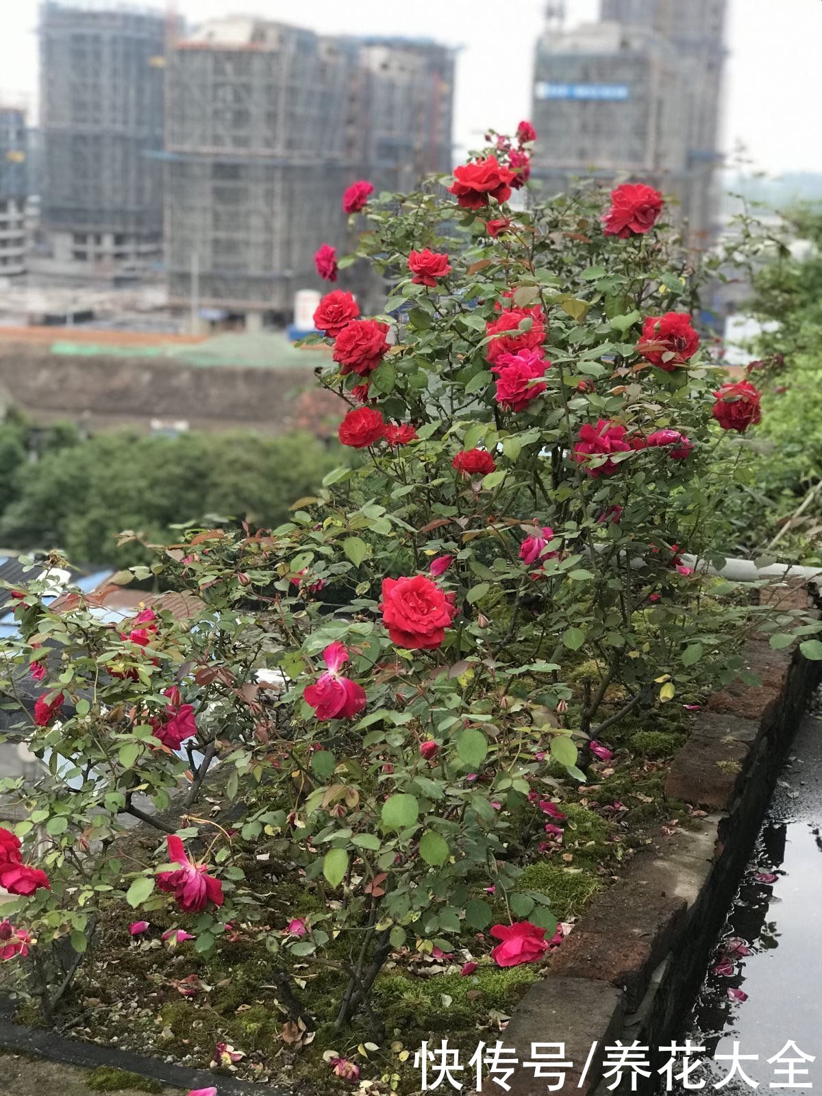 4种花一旦入了品种坑，钱包一天比一天薄，根本出不了坑