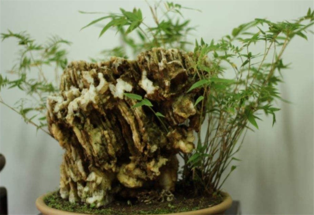 清明时节挖“野竹”,带回家“6步”做盆景,能“医俗”,可聚灵