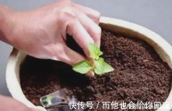 什么果皮渣、大豆渣,都不如这种“渣滓”,盆里埋一点养啥都旺