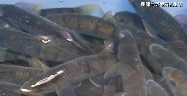 农村这种鱼,一般生长在水流清澈的小溪里,咬钩凶猛,红烧之后鲜香不腥