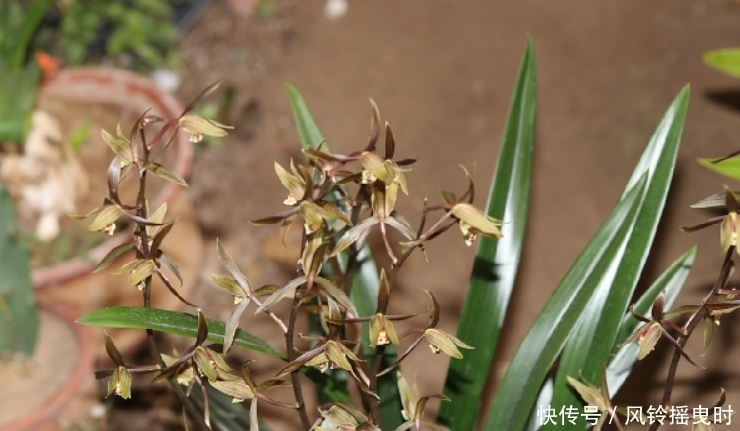 年宵花要选对,4个品种漂亮且好养,将它养好,室内才能多点春意