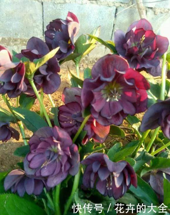 茶花|雨雪天冻不死的3种花,冬天开得旺,放家里喜庆又漂亮