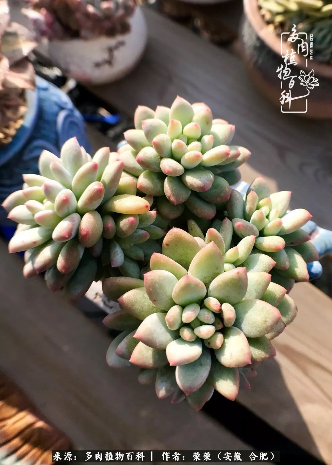 金秋时节,变化带来的惊喜不正是养肉的乐趣所在么!