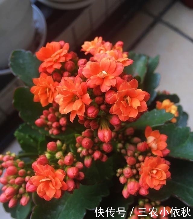 长寿花花期过后注意这几点, 下一次开花更大更好看