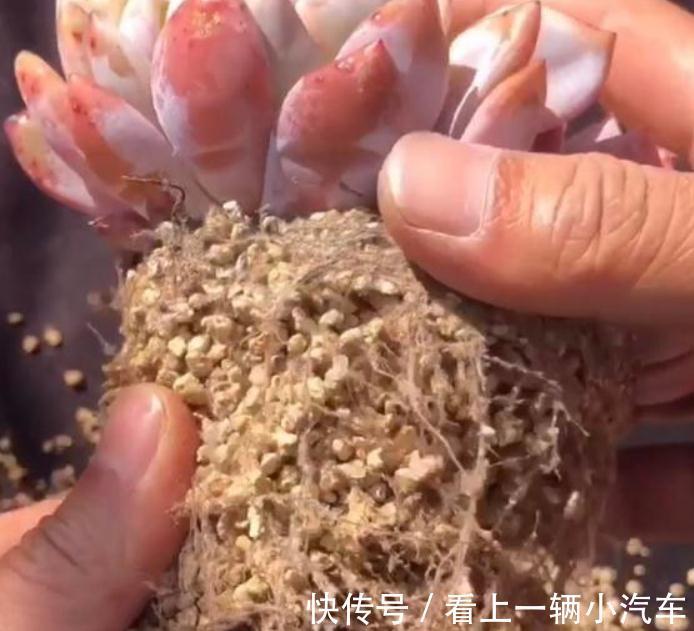 服盆期|多肉植物冬季不服盆,问题可能出在配土上,多肉养护案例分析