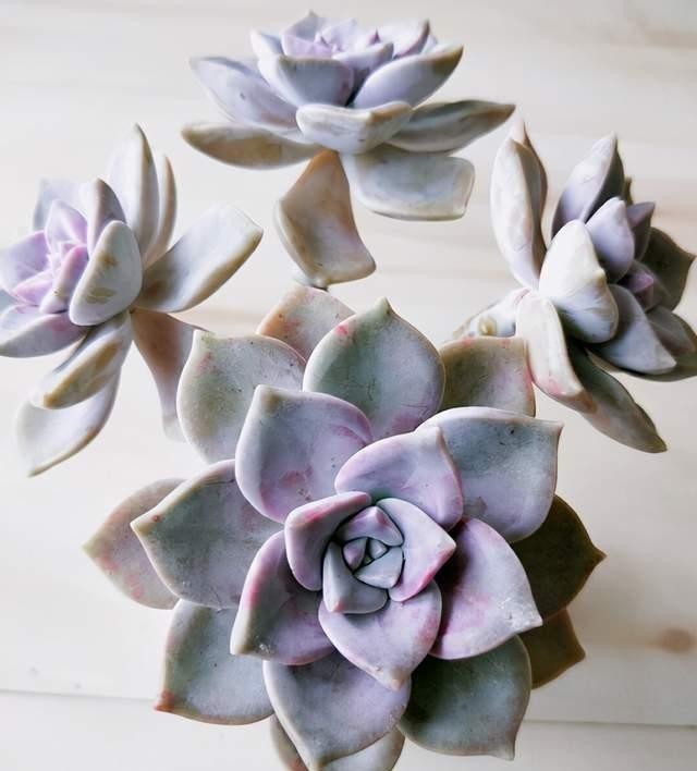 紫乐多肉不一般,颜色漂亮又好养,冬天打理好了还能变成老桩