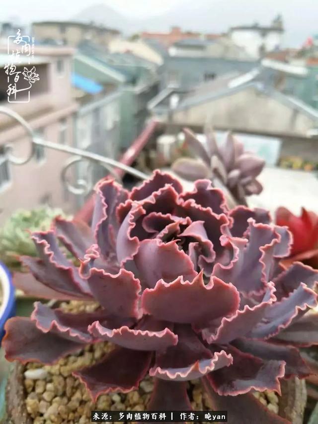 养多肉近四年,一路的走来,阳光总在风雨后!