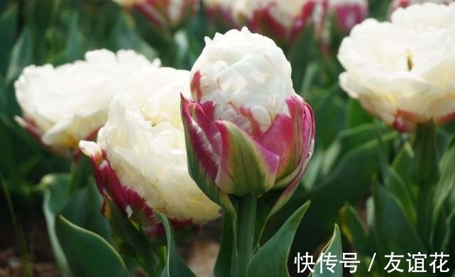 世界上“最珍贵”的花,看起来像冰淇淋一样,但价值却很高