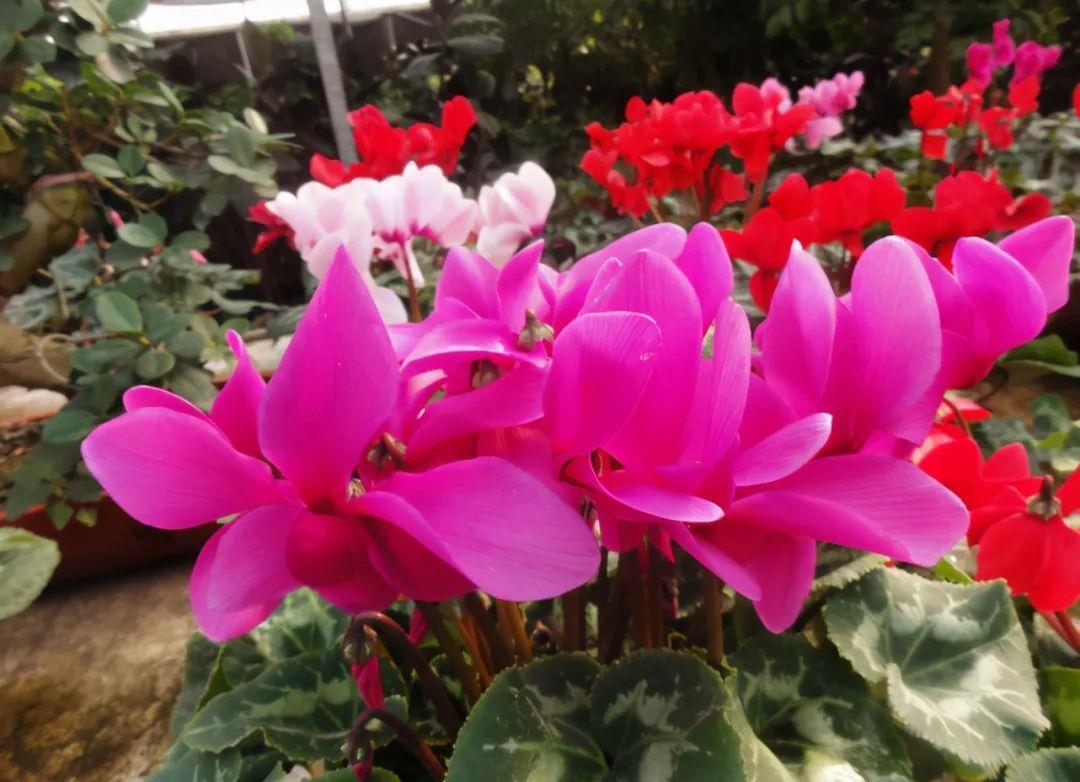 春天买花要认清,别买这些“休眠花”,买了也养不好,白花一笔钱