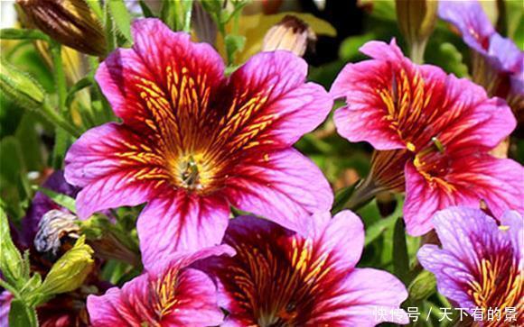 花量超大的4种花,浇点水就呼呼长,开花满盆,超美的