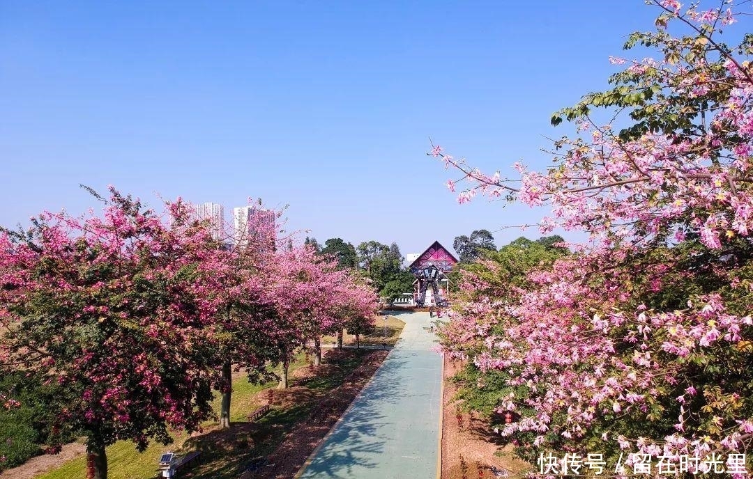 中年|探访梦里水乡百花园,穿梭于花海中欣赏美景,水乡民宿别具特色