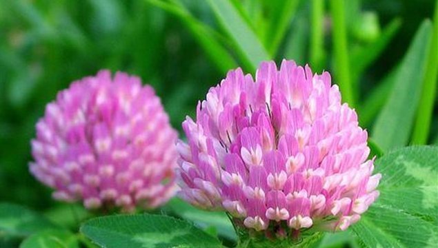 院子养花,适合养一些“开花精品”红三叶,温文尔雅,美幻丽人