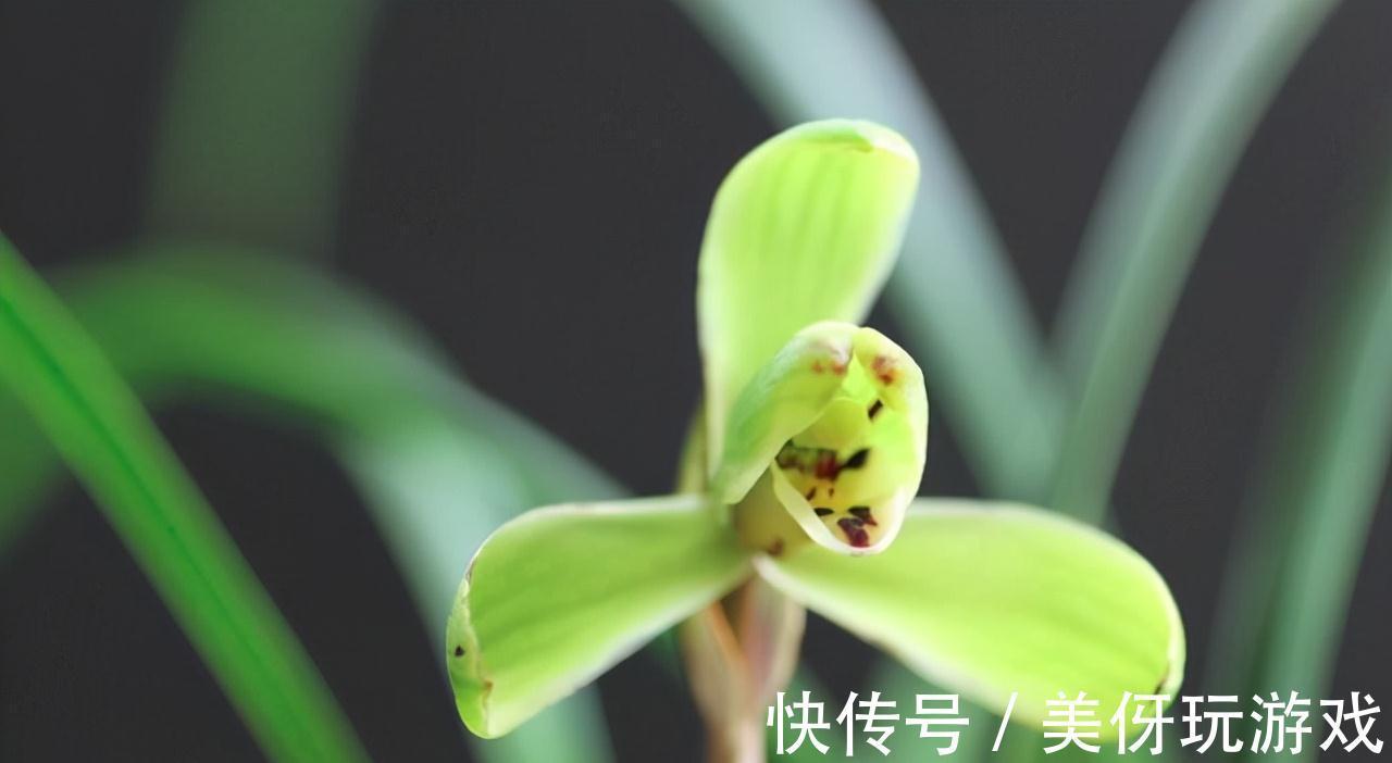 兰花瓣型详细解说,快来瞧瞧您养的兰花是什么瓣型吧