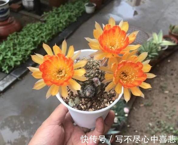 陶冶性情盆栽这5款植物,观赏价值高,新手都能轻松养活