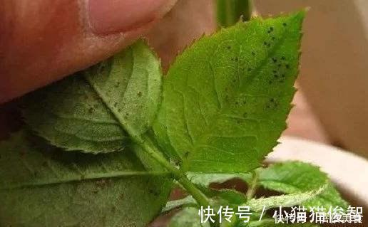 有机质|花盆满是小飞虫？不是大事，花盆撒把它，小虫死翘翘