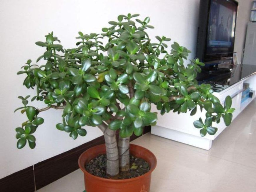 家里养“玉树”好吗玉树有什么寓意,怎么养才长得高