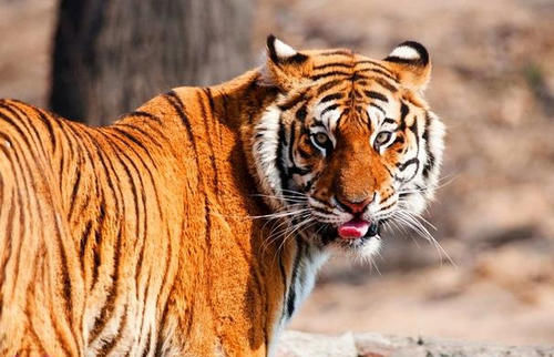  有何|古代人说“虎生三子，必有一彪”。那么彪是什么？跟普通小老虎有何不同？