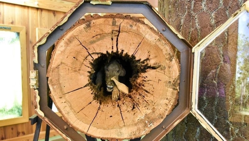 树里|这只木乃伊狗被困树里50多年, 因为追逐松鼠而被树吸成干尸