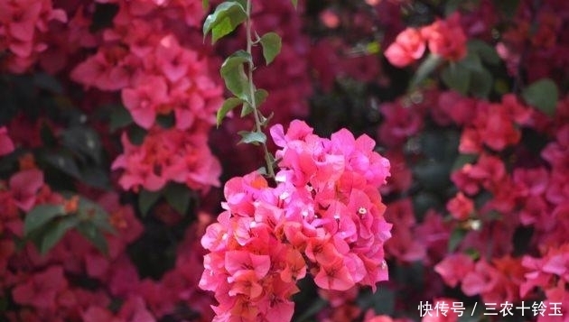 三角梅这样来一剪, 枝叶繁茂, 花开满枝!