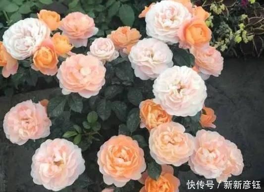 这16种花冬天越浇越死,3个月不管,反而长高个