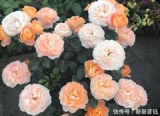  这16种花冬天越浇越死，3个月不管，反而长高个