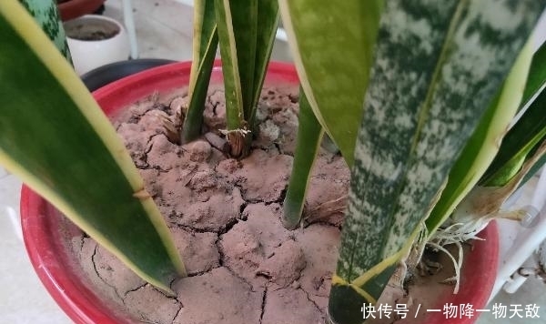 花土板结怎么办?不换盆土,学会这几招照样能搞定难题
