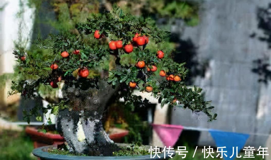 这3种植物,1年就能木质化,越老越有价值,回家养了有福气