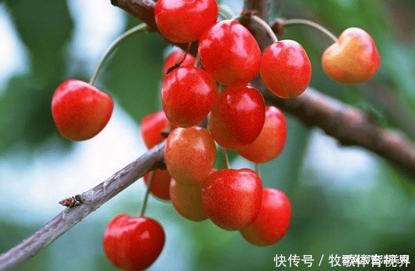 营养|清明过后,这5种水果要多吃,天然营养口感好,个个新鲜正当季