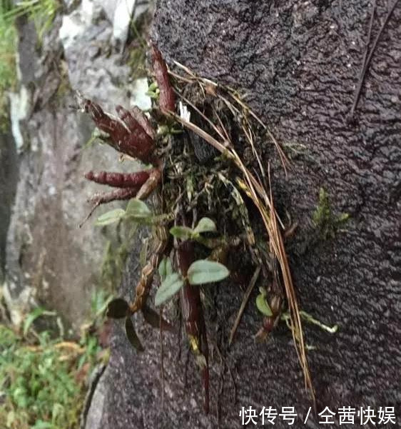 棕榈皮|门前石头上长了一丛草,朋友出1000元来买,开起花来真漂亮!