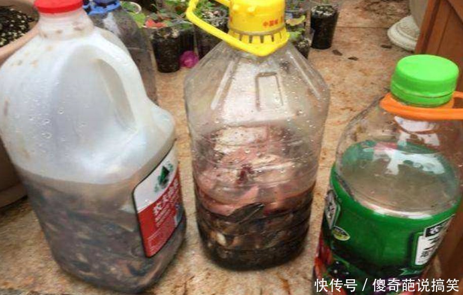 肥料|家中养花,常备“2种肥”,养啥花都行,枝叶繁茂,花满盆