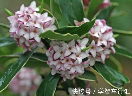 在阳台种上几种花,一年缤纷灿烂的花海,让邻居家羡慕极了