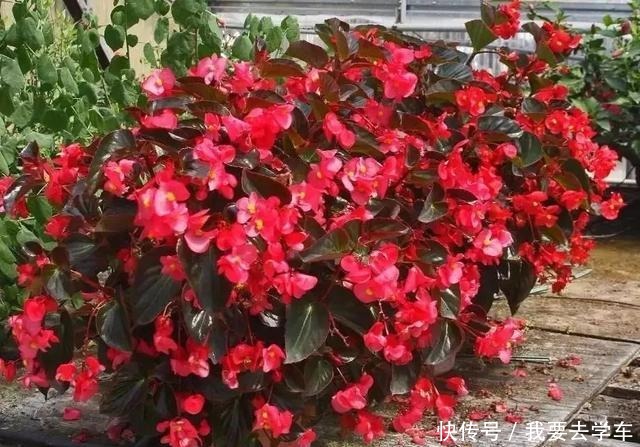 11种能在室内开大红色花朵的植物,养成盆栽后反而更好打理!