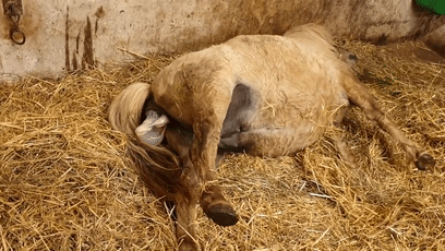 角马|蝙蝠竟然会倒立生孩子,这些生娃瞬间看得我肚子疼