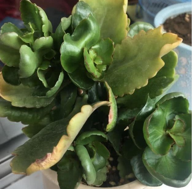 黄叶|长寿花不长还黄叶用3法急救，轻松解决，爆成大花球