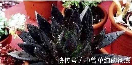 夜皇后|盘点：20种世界上最黑的花，黑的美，黑的妙，黑的呱呱叫